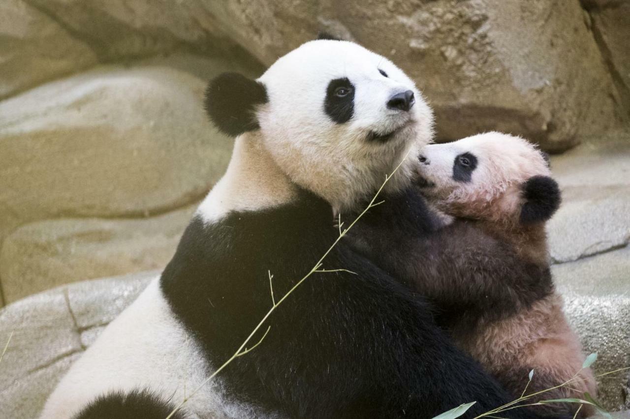 Les Gites De L'Argenterie A 15Km Du Zoo De Beauval Classes 4 Etoiles Fontguenand Ngoại thất bức ảnh